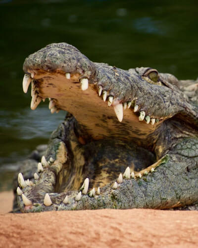 River Bend Crocodile Park